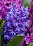 House Flowers Hyacinth herbaceous plant (Hyacinthus) Photo; dark blue