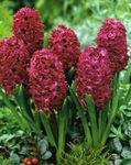House Flowers Hyacinth herbaceous plant (Hyacinthus) Photo; claret