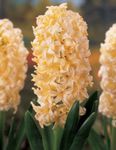 House Flowers Hyacinth herbaceous plant (Hyacinthus) Photo; yellow