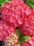 House Flowers Hydrangea, Lacecap shrub (Hydrangea hortensis) Photo; red