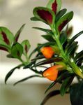 House Flowers Hypocyrta, Goldfish Plant   Photo; orange