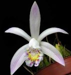 House Flowers Indian Crocus herbaceous plant (Pleione) Photo; white