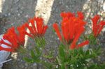 House Flowers Jasmine Plant, Scarlet Trumpetilla shrub (Bouvardia) Photo; red