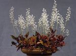 House Flowers Jewel Orchid herbaceous plant (Ludisia) Photo; white
