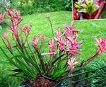 House Flowers Kangaroo paw herbaceous plant (Anigozanthos flavidus) Photo; pink