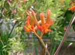 House Flowers Kangaroo paw herbaceous plant (Anigozanthos flavidus) Photo; orange