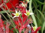 House Flowers Kangaroo paw herbaceous plant (Anigozanthos flavidus) Photo; red