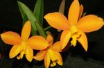 House Flowers Laelia herbaceous plant  Photo; yellow