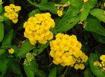 House Flowers lantana shrub  Photo; yellow