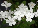 House Flowers Leadworts shrub (Plumbago) Photo; white