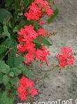 House Flowers Leadworts shrub (Plumbago) Photo; red