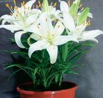 House Flowers Lilium herbaceous plant  Photo; white