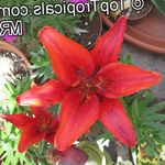 House Flowers Lilium herbaceous plant  Photo; red