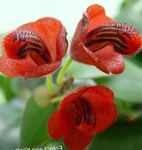 House Flowers Lipstick plant,   (Aeschynanthus) Photo; red