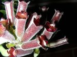 House Flowers Lipstick plant,   (Aeschynanthus) Photo; claret