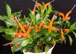 House Flowers Lipstick plant,   (Aeschynanthus) Photo; orange