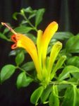 House Flowers Lipstick plant,   (Aeschynanthus) Photo; yellow