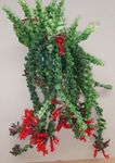 House Flowers Lipstick plant,   (Aeschynanthus) Photo; red