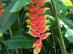 House Flowers Lobster Claw,  herbaceous plant (Heliconia) Photo; red