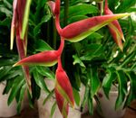 House Flowers Lobster Claw,  herbaceous plant (Heliconia) Photo; red