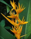 House Flowers Lobster Claw,  herbaceous plant (Heliconia) Photo; yellow