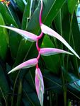 House Flowers Lobster Claw,  herbaceous plant (Heliconia) Photo; pink