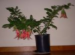 House Flowers Lobster Claw, Parrot Beak herbaceous plant (Clianthus) Photo; red