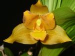 House Flowers Lycaste herbaceous plant  Photo; yellow