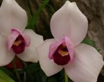 House Flowers Lycaste herbaceous plant  Photo; pink