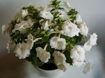 Magic Flower, Nut Orchid hanging plant (Achimenes) Photo; white