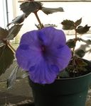 Magic Flower, Nut Orchid hanging plant (Achimenes) Photo; dark blue