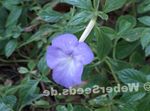 Magic Flower, Nut Orchid hanging plant (Achimenes) Photo; light blue