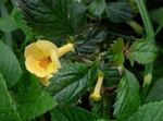 Magic Flower, Nut Orchid hanging plant (Achimenes) Photo; yellow