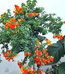 House Flowers Marmalade Bush, Orange Browallia, Firebush tree (Streptosolen) Photo; orange