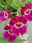 House Flowers Miltonia herbaceous plant  Photo; pink