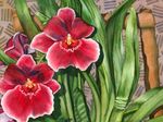 House Flowers Miltonia herbaceous plant  Photo; red