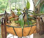 House Flowers Monkey Bamboo Jug liana (Nepenthes) Photo; brown