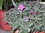 House Flowers Monkey Plant, Red ruellia   Photo; pink