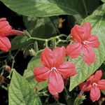 House Flowers Monkey Plant, Red ruellia   Photo; red