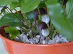 House Flowers Mouse Tail Plant  (Arisarum proboscideum) Photo; claret