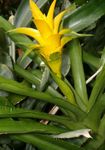 House Flowers Nidularium herbaceous plant  Photo; yellow
