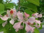 House Flowers Orchid Tree  (Bauhinia) Photo; pink