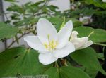 House Flowers Orchid Tree  (Bauhinia) Photo; white
