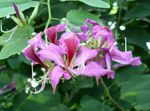 House Flowers Orchid Tree  (Bauhinia) Photo; lilac