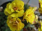 House Flowers Oxalis herbaceous plant  Photo; yellow