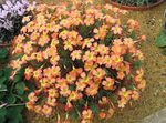 House Flowers Oxalis herbaceous plant  Photo; orange