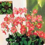 House Flowers Oxalis herbaceous plant  Photo; red