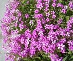 House Flowers Oxalis herbaceous plant  Photo; pink