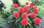 House Flowers Paint Brush, Blood Lily, Sea Egg, Powder Puff herbaceous plant (Haemanthus) Photo; red