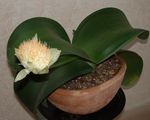 House Flowers Paint Brush, Blood Lily, Sea Egg, Powder Puff herbaceous plant (Haemanthus) Photo; white